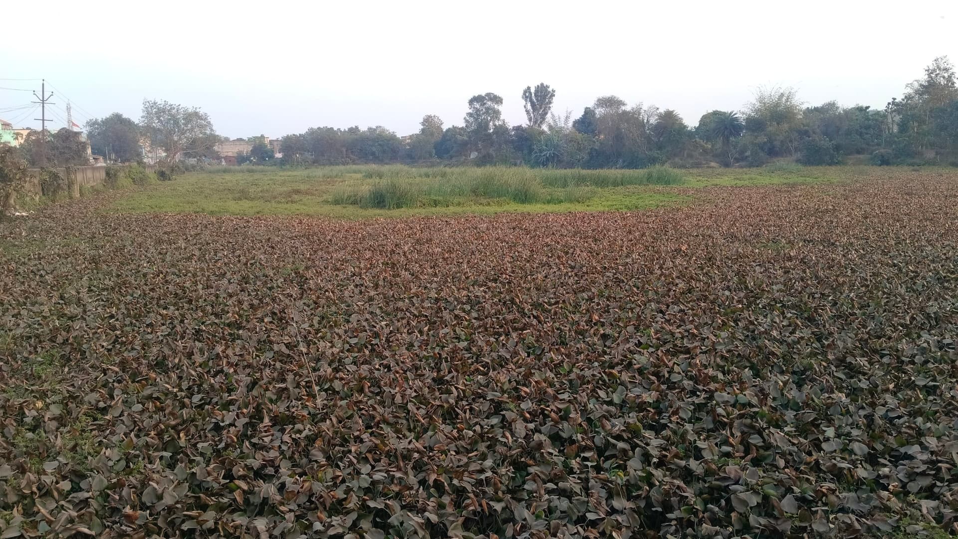 Bokaro News : तालाब में भर गयी जलकुंभी, 17 वर्षों से नहीं हो रहा भोक्ता पर्व का आयोजन