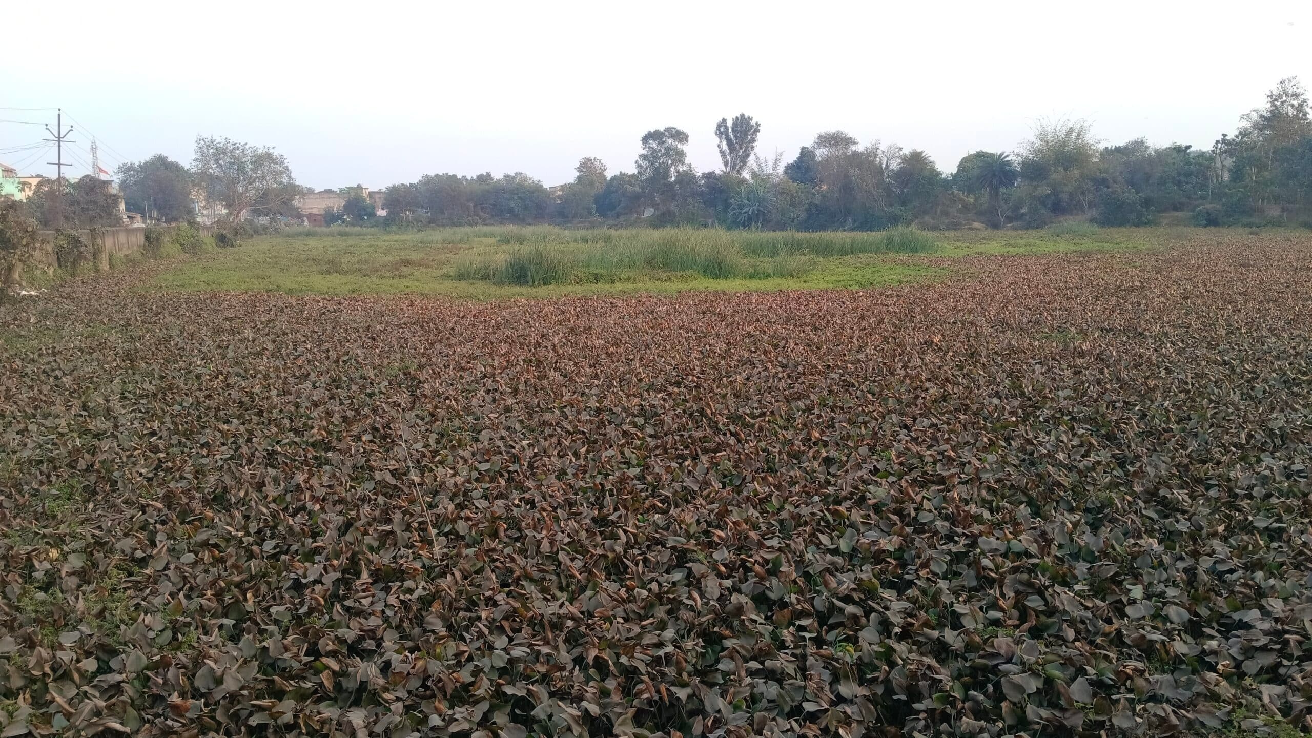 Bokaro News : तालाब में भर गयी जलकुंभी, 17 वर्षों से नहीं हो रहा भोक्ता पर्व का आयोजन