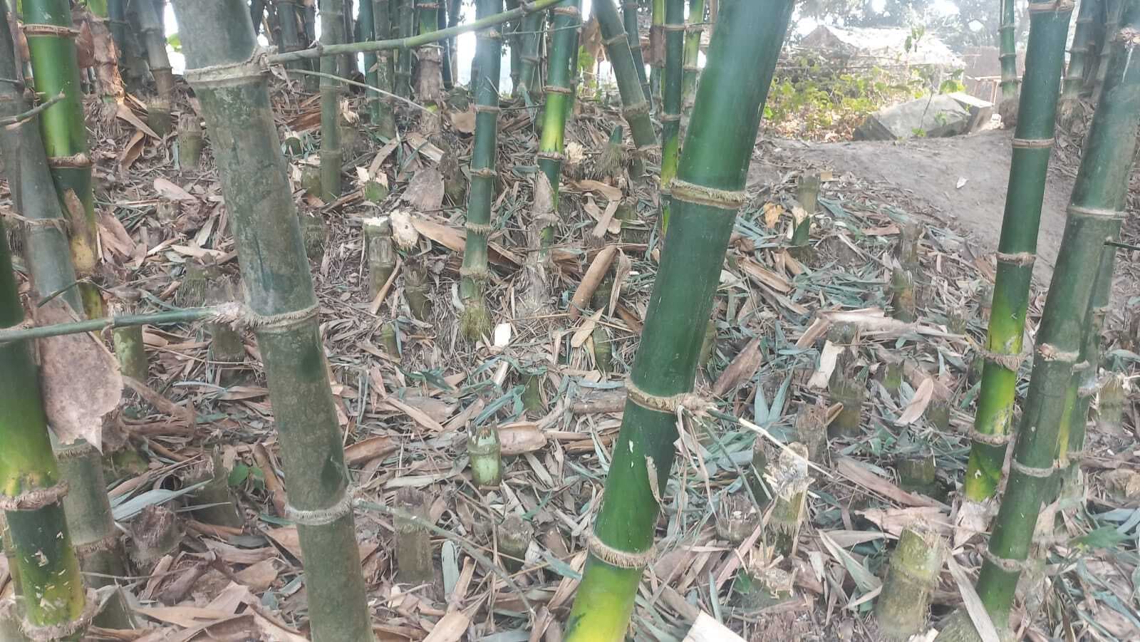 मेला की जमीन पर लगे बांस की लोगों ने की कटाई, सचिव ने उठायी आवाज