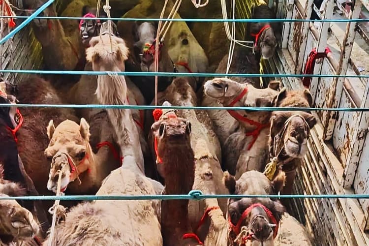 किशनगंज में अंतरराष्ट्रीय ऊंट तस्करी का पर्दाफाश, तंग हालत में ट्रक से मिले 12 ऊंट, 3 तस्कर अरेस्ट