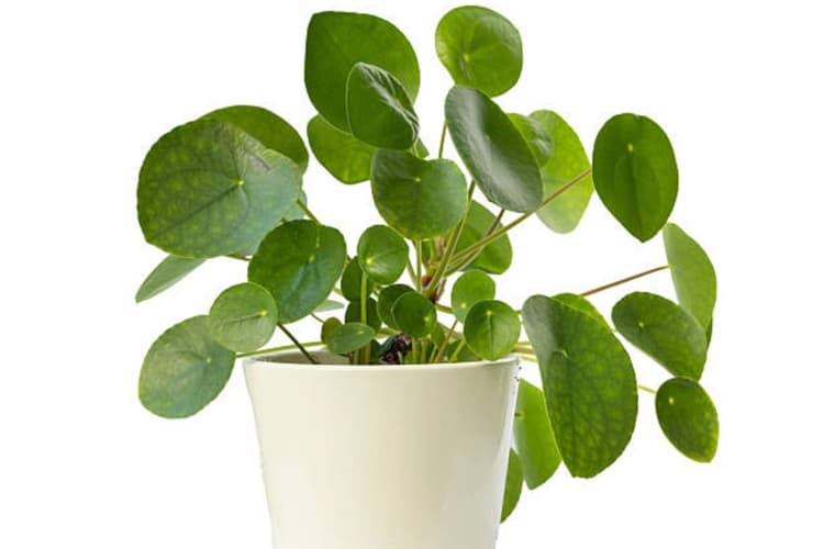 Coin Plant Care Tips: घर की खूबसूरती भी बढ़ाता है चमत्कारी क्वाइन प्लांट, जान लें इसकी देखभाल का सही तरीका