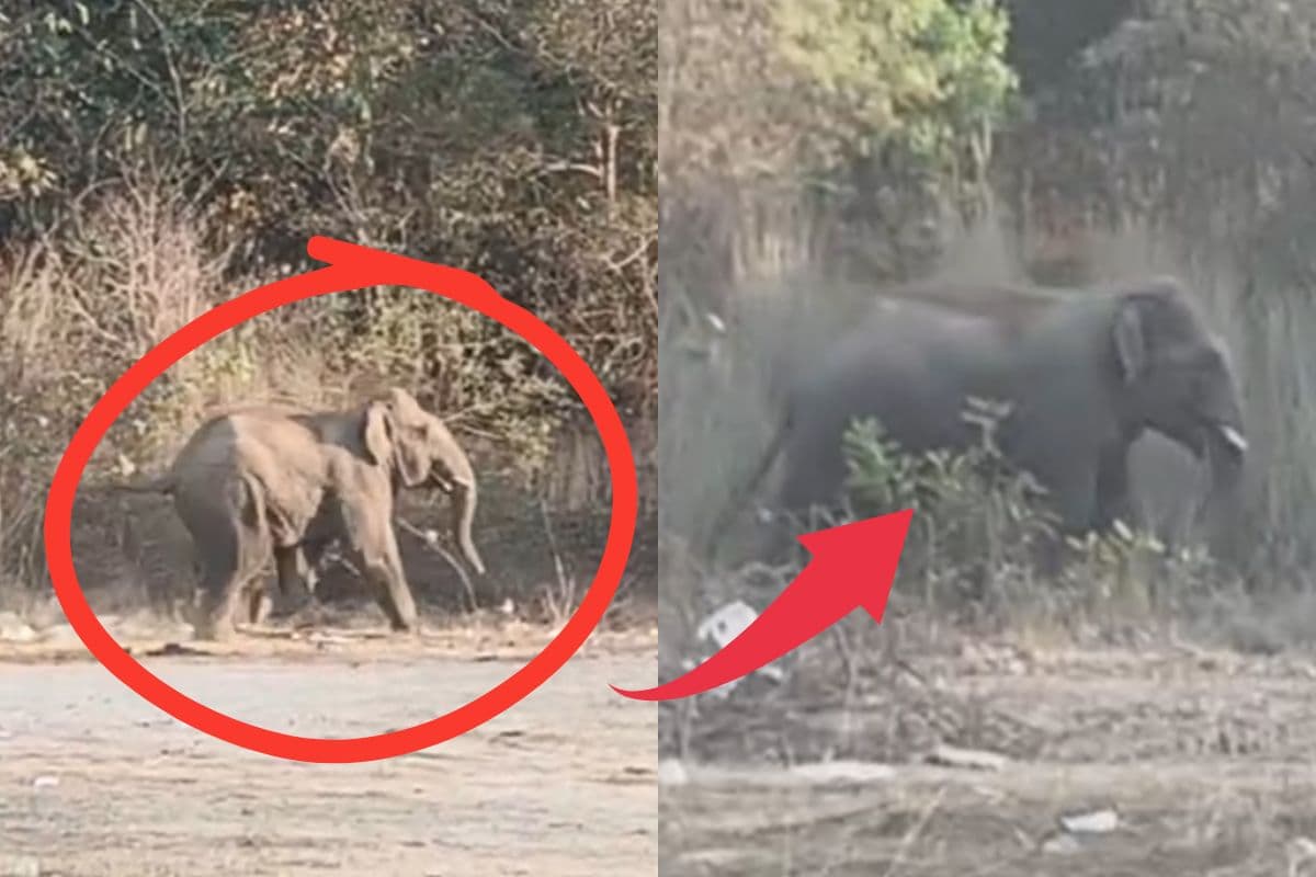 खसावां आकर्षणी पीठ के पास पहुंचा जंगली हाथी.