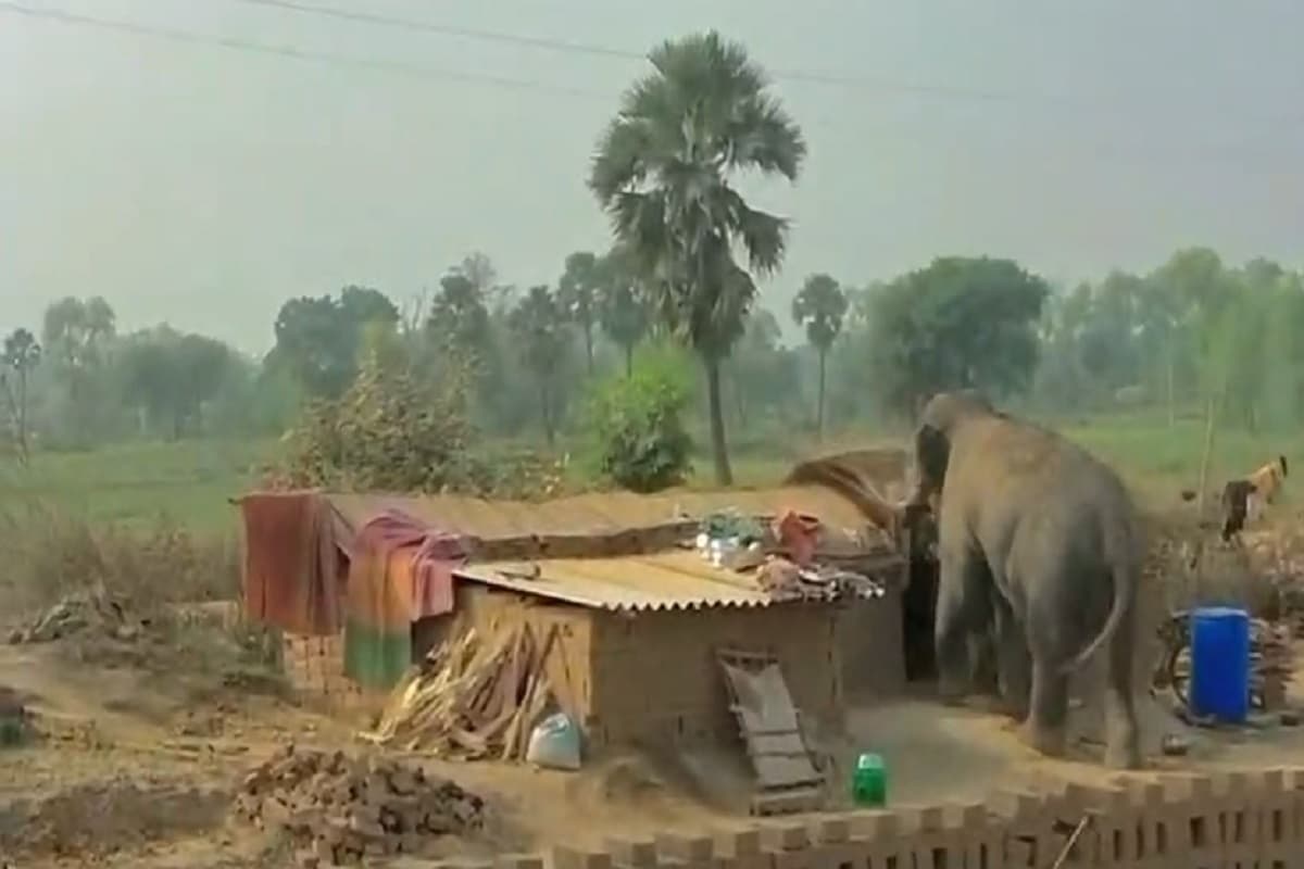 हाथी को भगाने के लिए 16 घंटे चला वन विभाग का रेस्क्यू अभियान, हुसैनाबाद में राहत