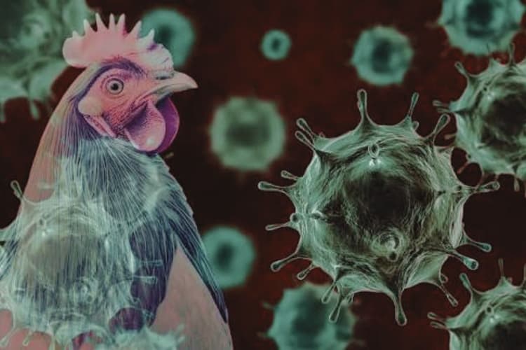 बिहार के इस जिले में 5000 मुर्गों की मौत से मचा हड़कंप, होली पर बर्ड फ्लू का साया