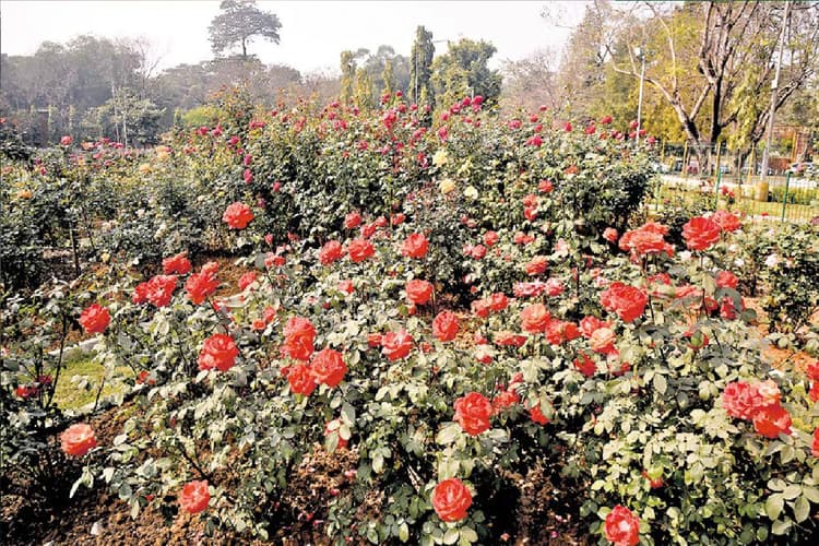 आज रोजडे : पंडित नेहरू के कोट पर सजता था जमशेदपुर का गुलाब