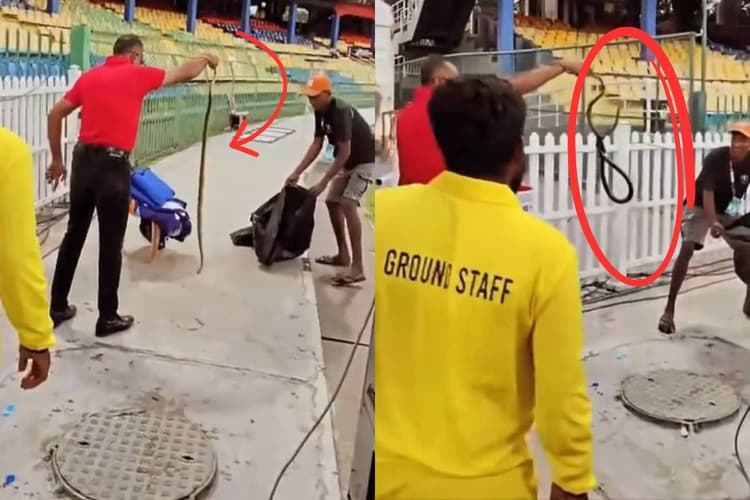 भारत-पाकिस्तान मैच से पहले निकला सांप, कोलंबो स्टेडियम में हड़कंप