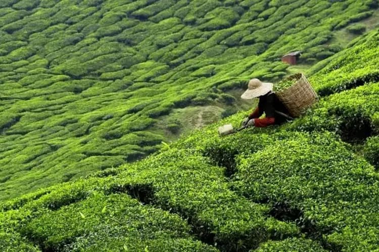 किसे कहा जाता है Tea Garden of the World? भारत नहीं, ये छोटा सा देश है असली किंग