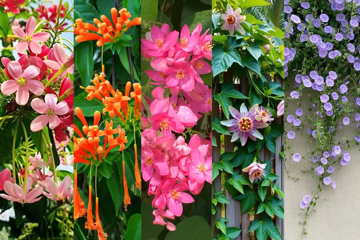Top 5 Summer Flowering Vines: तेज धूप भी हार जाएगी – फरवरी में लगाएं ये 5 बेल वाले फूलदार पौधे Top 5 Summer Flowering Vines: तेज धूप भी हार जाएगी – फरवरी में लगाएं ये 5 बेल वाले फूलदार पौधे