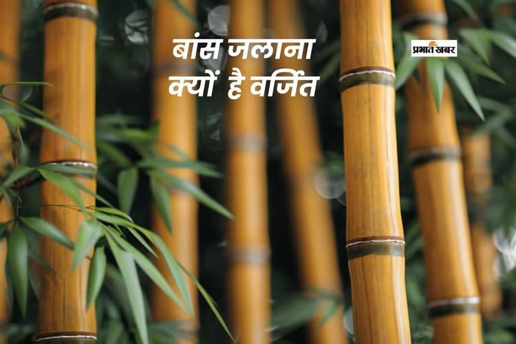 कभी सोचा है बांस क्यों नहीं जलाते? जानिए चौंकाने वाले कारण