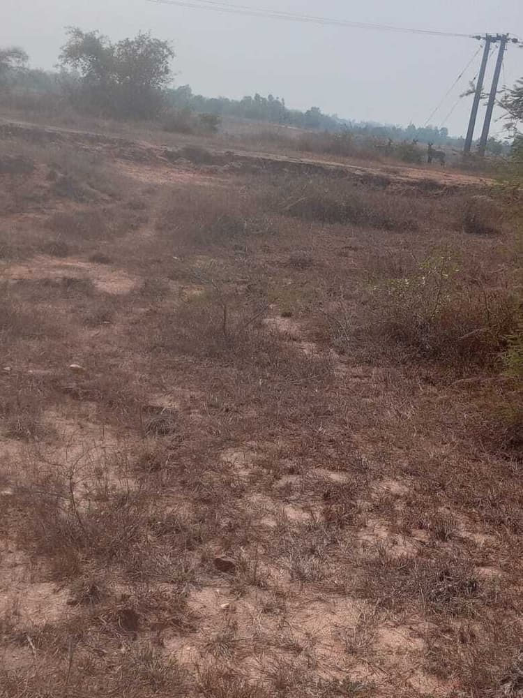 गेहूं-चना की फसल बर्बाद कर रही नीलगाय, किसान परेशान