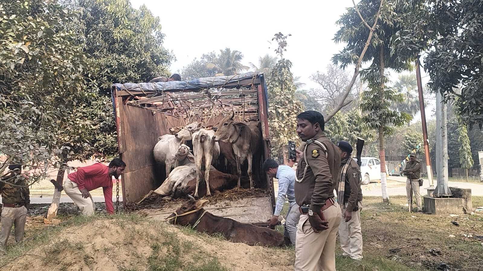 पुलिस की कार्रवाई में 25 मवेशियों से लदा ट्रक जब्त, पांच तस्कर गिरफ्तार