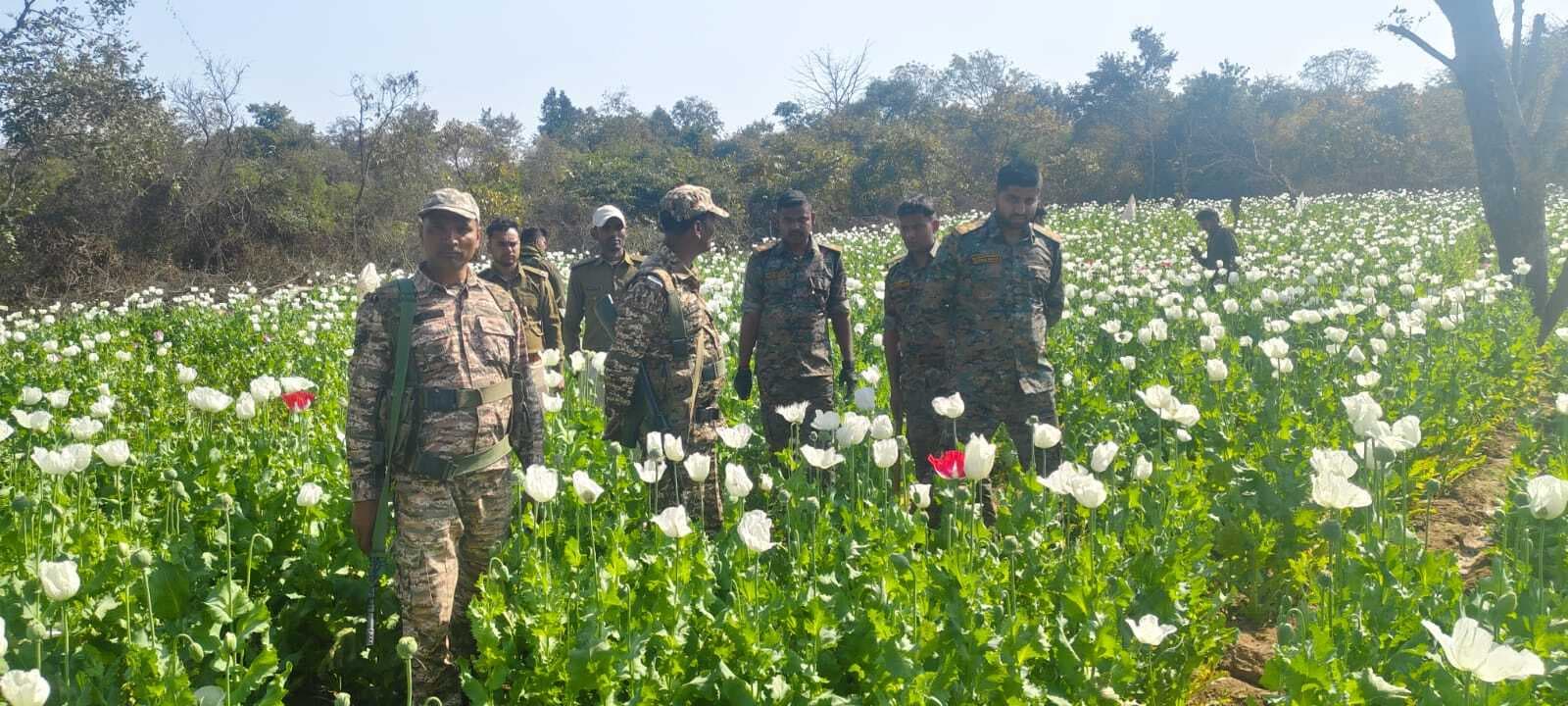 Aurangabad News : 15 एकड़ में लगी अफीम की फसल नष्ट