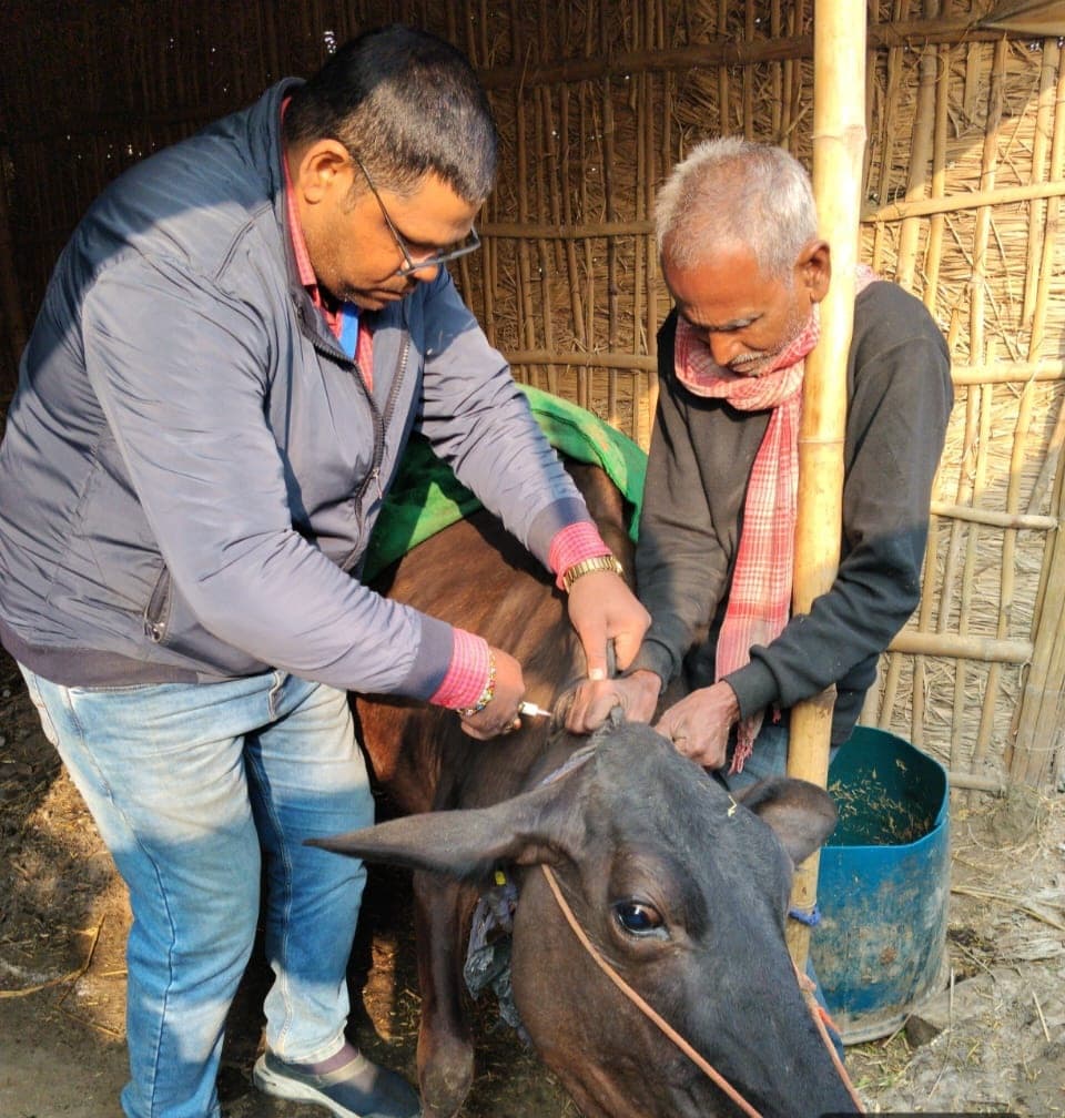 एफएमडी टीकाकरण, 7.30 लाख मवेशियों को लगेगा टीका