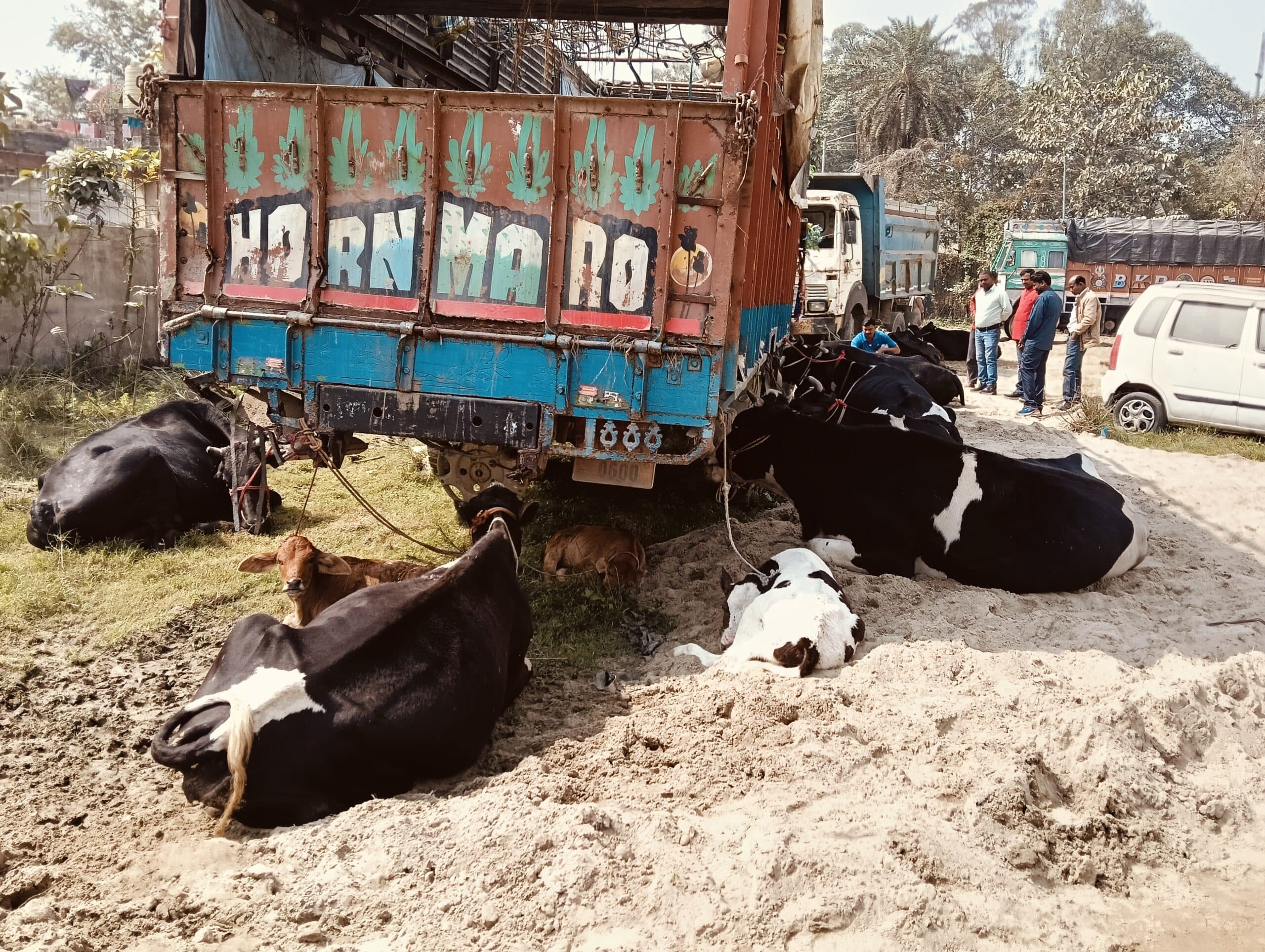 सालमारी पुलिस ने ट्रक से पशुओं को किया बरामद