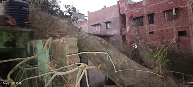 अनुमंडलीय अस्पताल में बिना अनुमति के ही कटा शीशम का हरा-भरा पेड़