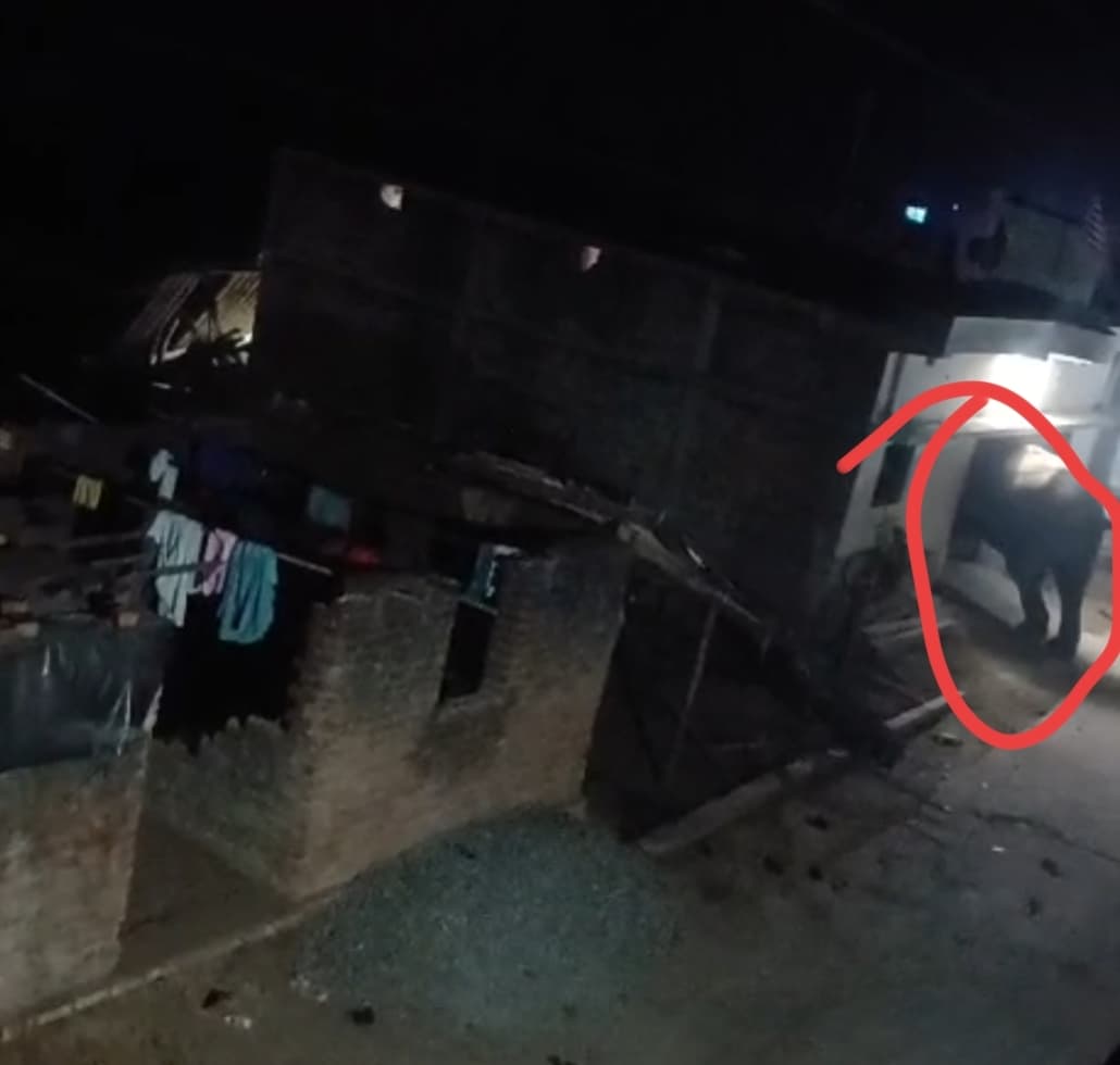 Bokaro News : पांच हाथियों का झुंड फिर पहुंचा गोमिया, दहशत