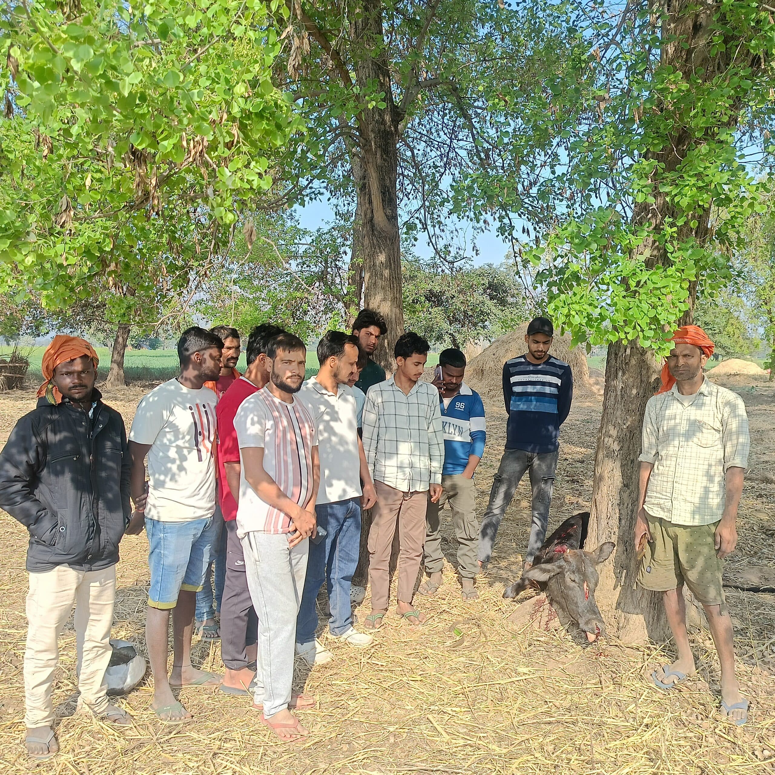 रोहतास में उग्र हाथी का उत्पात, आधा दर्जन से अधिक मवेशी को मार डाला