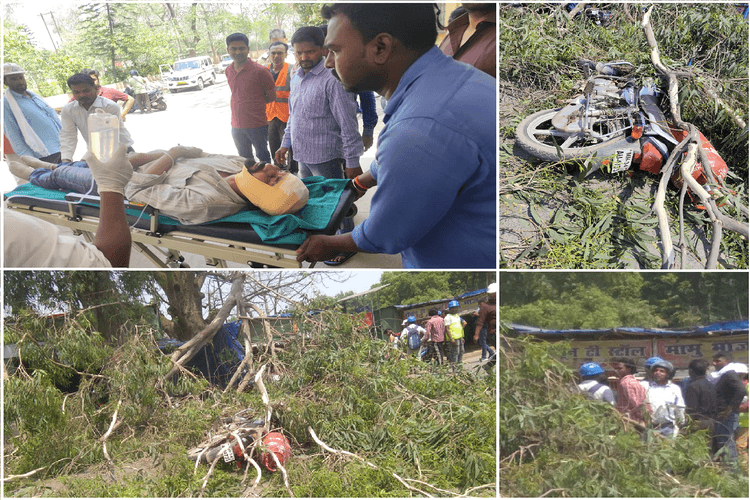 पतरातू में पेड़ गिरने से दो युवक घायल, एक की हालत गंभीर