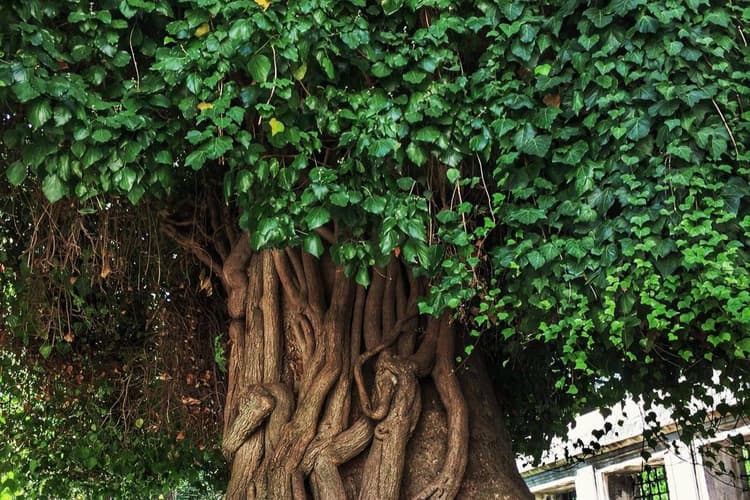 पीपल के पेड़ के ये वास्तु उपाय बदल देंगे आपकी किस्मत