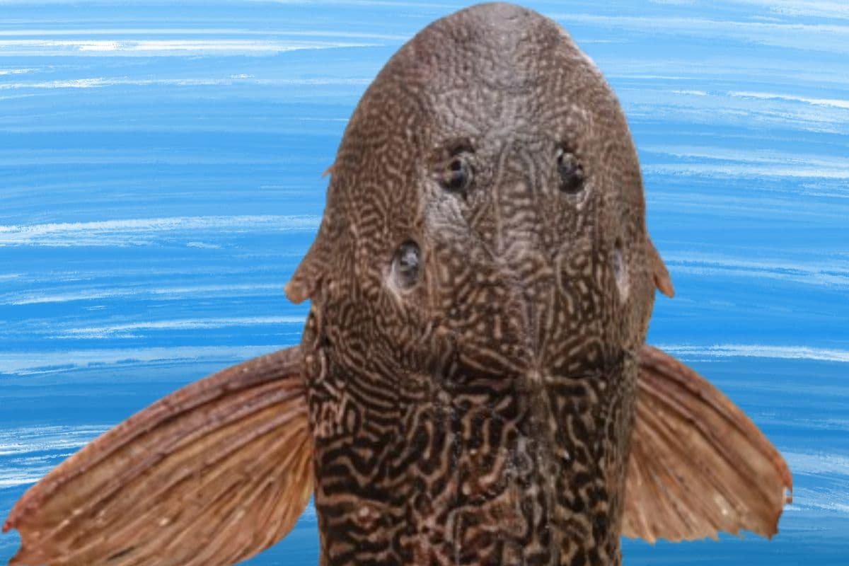 गंगा से निकली ‘चार आंखों’ वाली रहस्यमयी मछली, मछुआरे रह गए हैरान