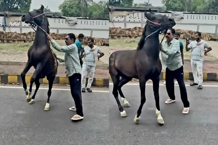 पटना में फेवरेट घोड़े की लगाम थामे दिखे अनंत सिंह, जेल से निकलते ही वायरल हुआ बाहुबली विधायक का शाही अंदाज