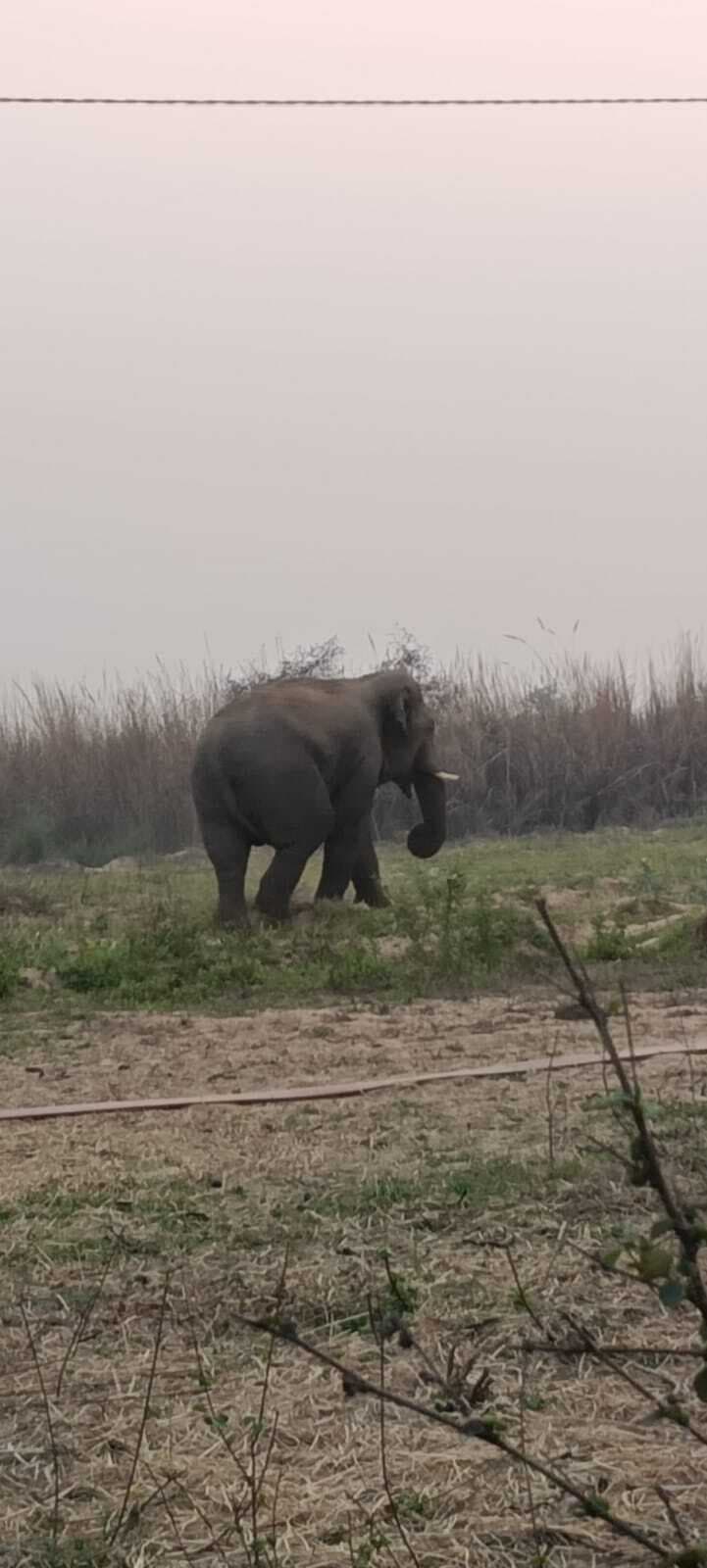 हाथी ने मवेशियों के बाद घरों पर हमला करना किया शुरू