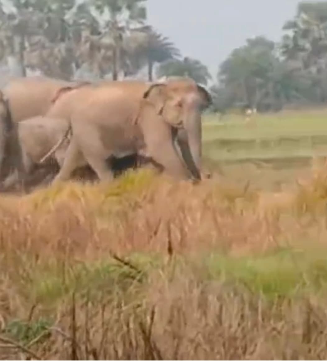 अड़सार गांव में हाथियों के झुंड ने खेतों में मचाया उत्पात, एक घायल