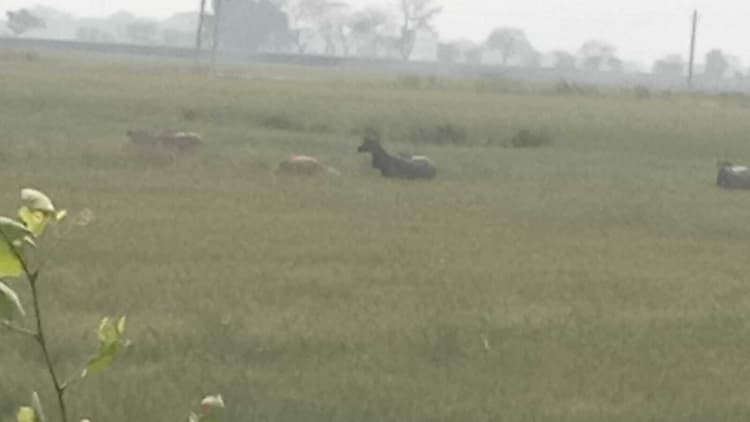 फसलों को जंगली जानवर पहुंचा रहे नुकसान