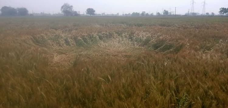देर रात बदले मौसम ने बढ़ायी किसानों की चिंता, खेतों में बिछी फसलें