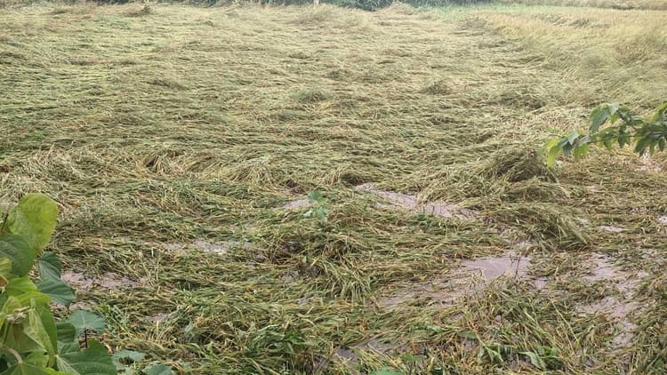 हजारों हेक्टेयर में लगी रबी की फसल बर्बाद