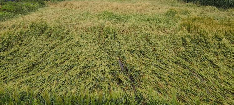 तेज आंधी, बारिश व ओलावृष्टि से किसान चिंतित, मेहनत पर फिरा पानी