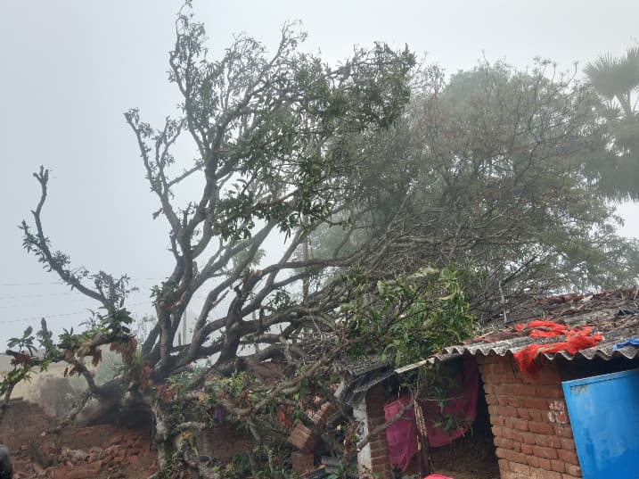 सारवां में घर पर गिरा पेड़, बाल-बाल बचे लोग