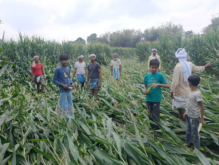 बारिस ने बर्बाद किया मक्का, किसानों ने सरकार से क्षतिपूर्ति मांगी