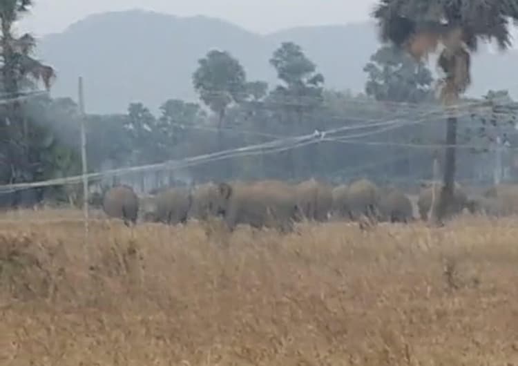 मशाल जला हाथियों को भग रहे ग्रामीण