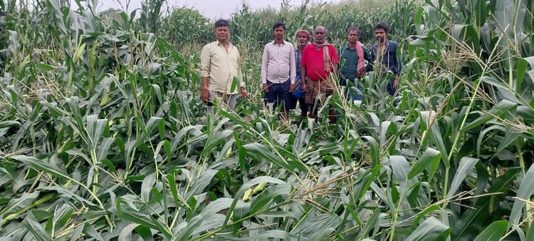 आंधी-बारिश से मक्का की फसल तबाह, किसानों पर मंडराया आर्थिक संकट