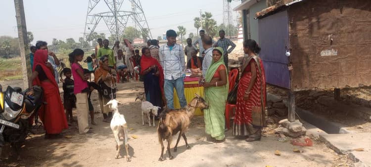 काकन में लगा शिविर, सैकड़ों पशुओं की हुई जांच