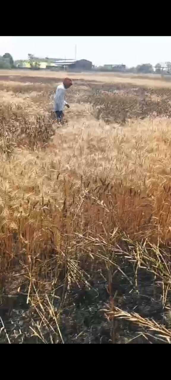 आग लगने से गेहूं की फसल जलकर राख