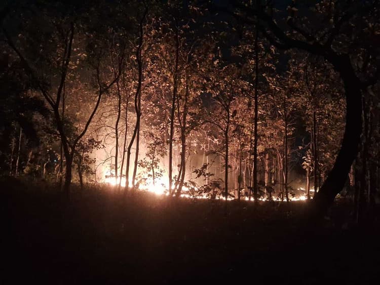 जंगल में भड़की भीषण आग, सैकड़ों पेड़-पौधे राख