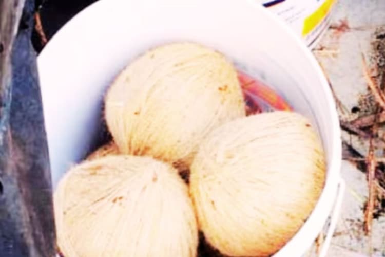 वोट से पहले भांगड़ में TMC कार्यकर्ता के घर मिले 100 देसी बम, आयोग ने पुलिस को दी कड़ी चेतावनी