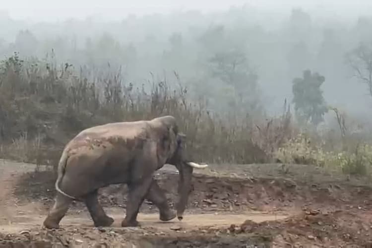 सरायकेला वन प्रमंडल में हाथियों का बढ़ता आतंक, 25 वर्षों में 171 लोगों की गई जान
