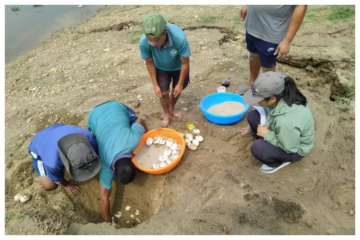 Rapti river gharial eggs collection conservation Chitwan national park