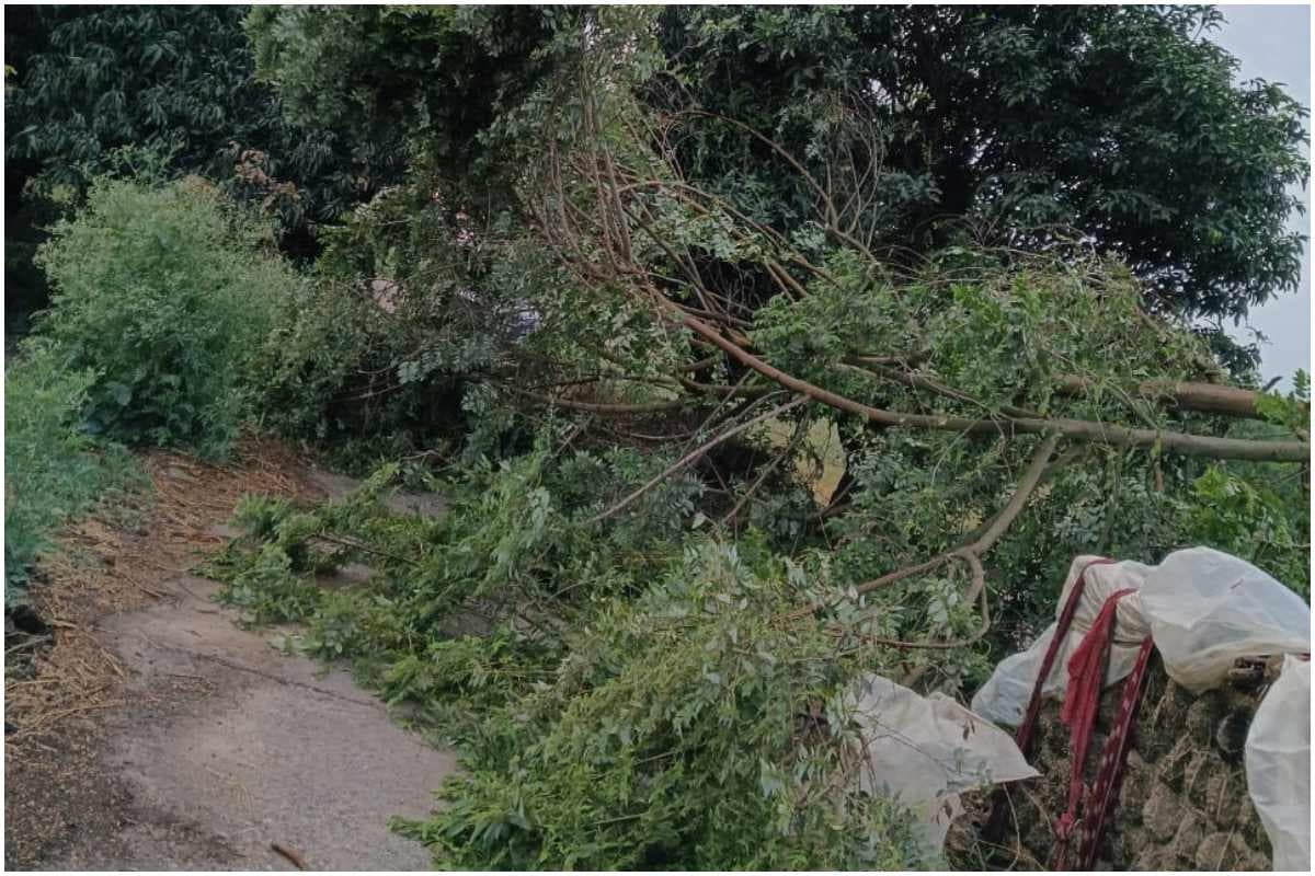 मधुबनी में आंधी का कहर, 20 घंटे से बिजली ठप