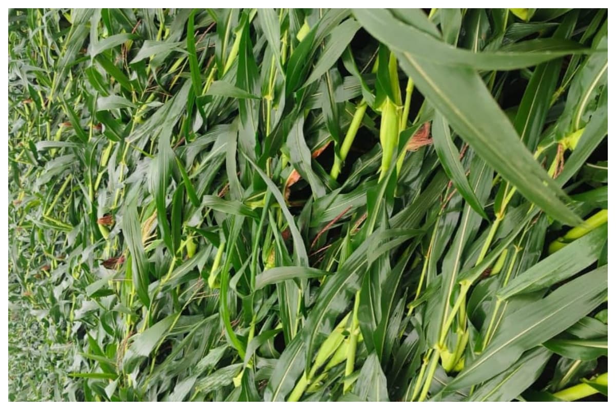 darbhanga-storm-crop-damage-kusheshwarsthan-maize-farmers-loss-news