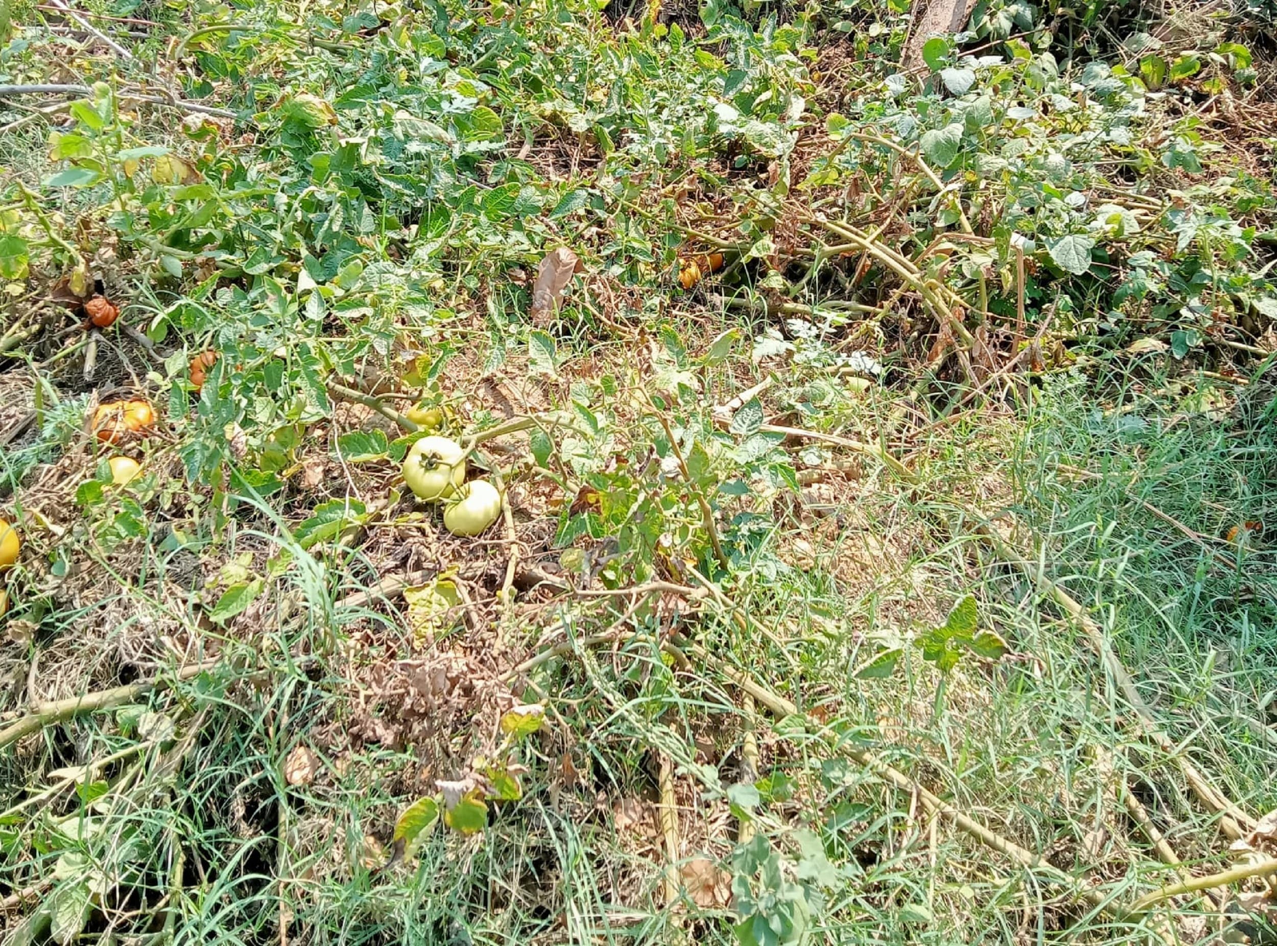 Bokaro News : बेमौसम बारिश से सब्जियों की फसल को क्षति