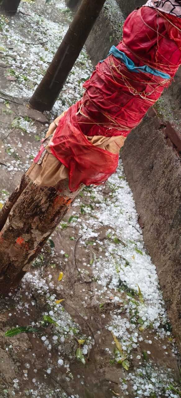 Giridih News :तेज हवा के साथ बारिश व ओलावृष्टि, फसलों को नुकसान