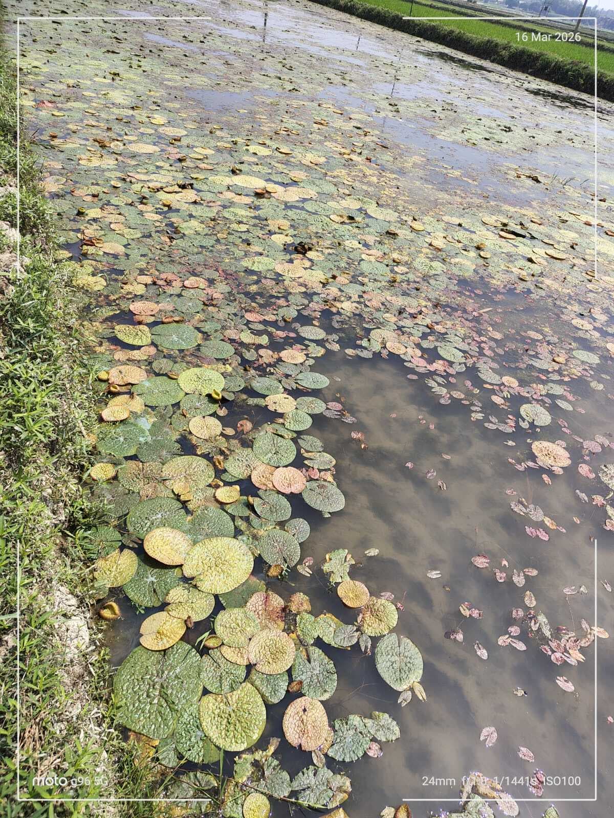 रंजिश में मखाना की फसल हुई बर्बाद, खेत में जहर डालने का आरोप