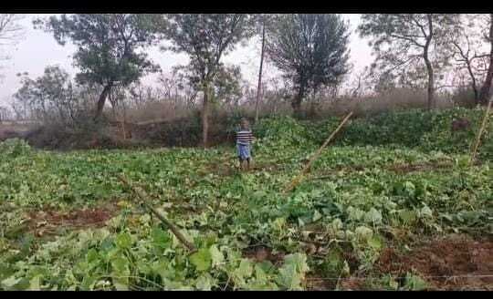 जंगली हाथियों ने फसल को रौंद कर किया बर्बाद