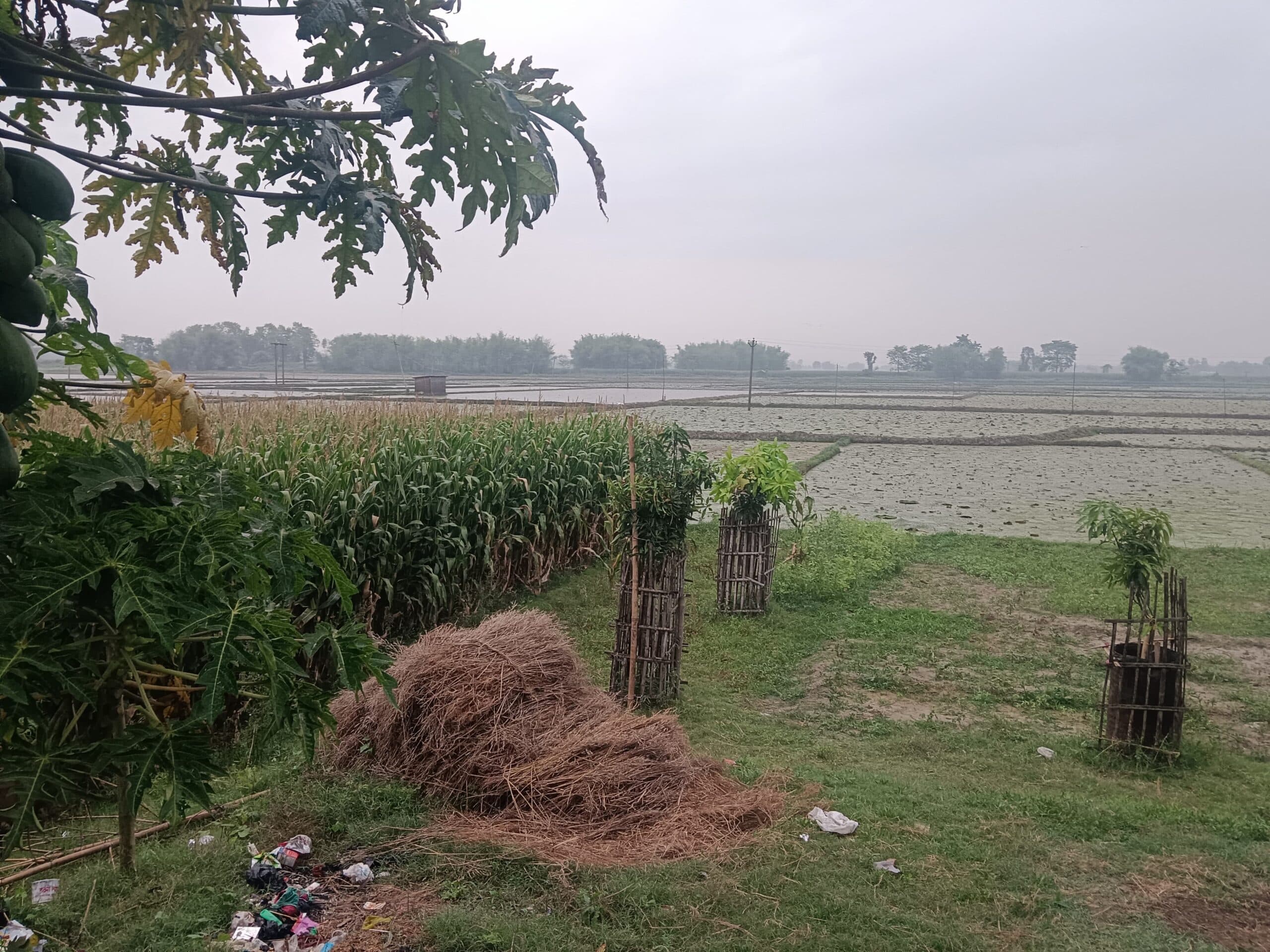 अचानक मौसम का बदला मिजाज, बूंदाबांदी से गेहूं उत्पादक किसानों की बढ़ी परेशानी