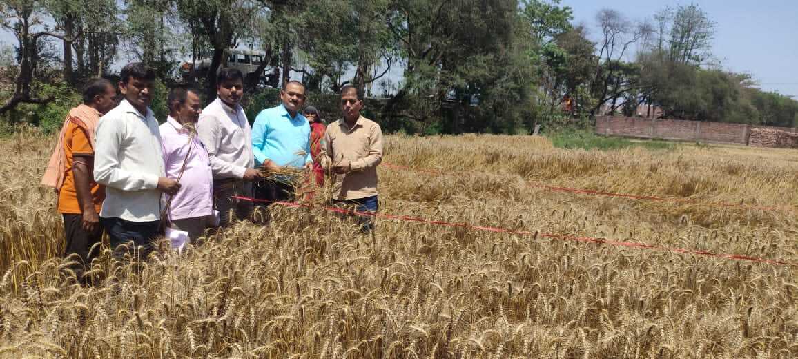 रांको बहियार में पंचायत स्तरीय फसल कटनी रब्बी गेहूं का अधिकारियों ने किया निरीक्षण