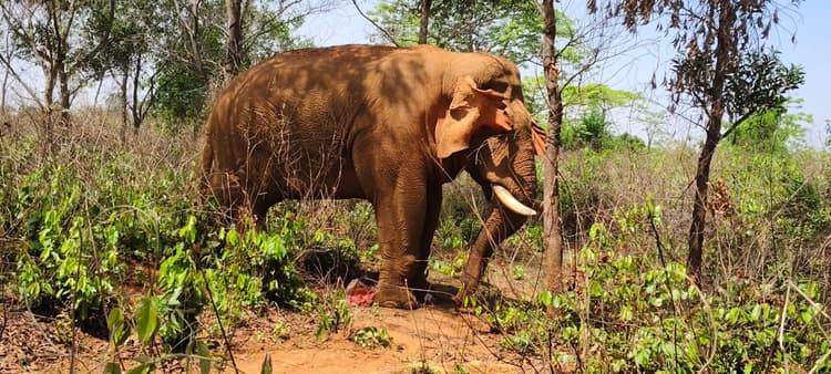 East Singhbhum News : ‘श्यामलाल’ से लड़ाई में घायल हुआ ‘रामलाल’, इलाज से हो रहा स्वस्थ